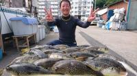 ふぐ釣り好調です！！