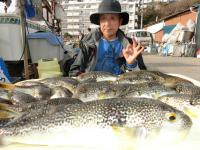 ふぐ釣り絶好調です！！