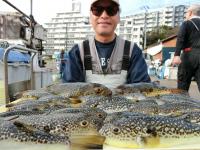ふぐ釣り好調です！！