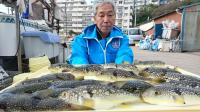 ふぐ釣り好調です！！