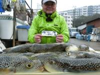 ふぐ釣り絶好調です！！