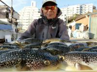 ふぐ釣り好調です！！
