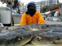 ふぐ釣り好調です！！