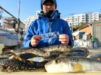 ふぐ釣り好調です！！