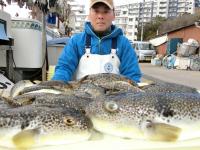 ふぐ釣り好調です！！