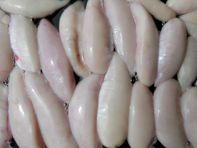 ふぐ釣り絶好調です！！2枚目
