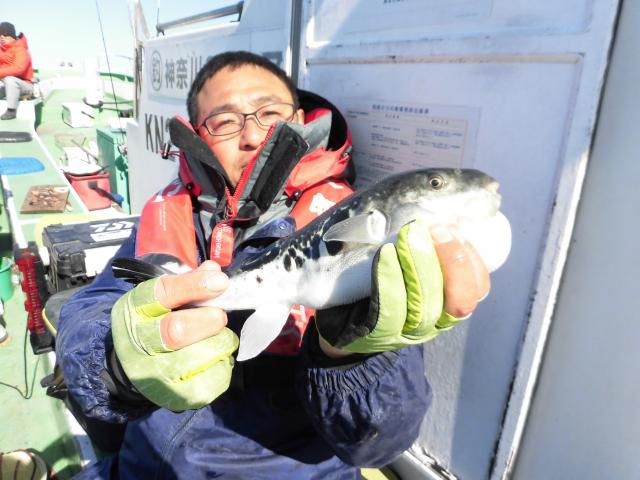 トラフグ釣り3枚目