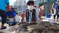 ふぐ釣り好調です！！