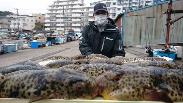 ふぐ釣り好調です 釣り船 鴨居大室 一郎丸 東京湾 神奈川県 横須賀 三浦 ふぐ釣り好調です 釣り船 鴨居大室 一郎丸 東京湾 神奈川県 横須賀 三浦