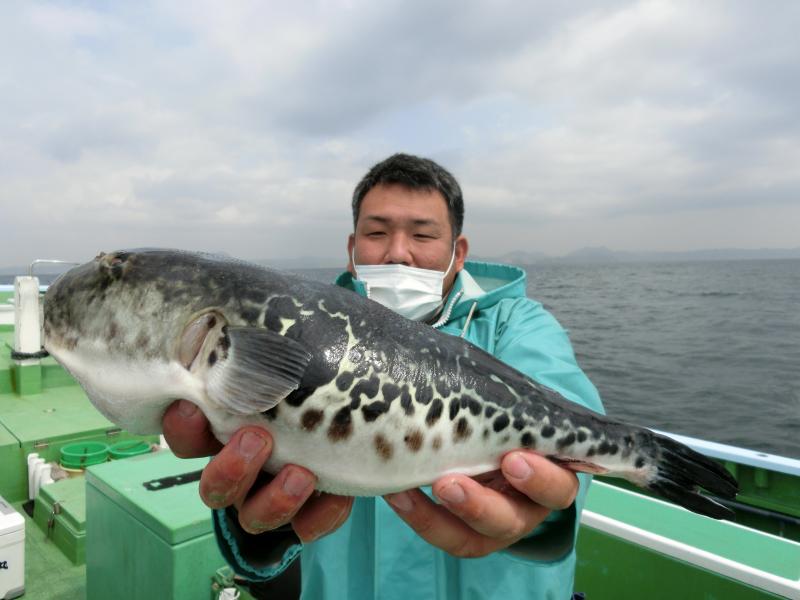 トラフグ釣り 釣り船 鴨居大室 一郎丸 東京湾 神奈川県 横須賀 三浦 トラフグ釣り 釣り船 鴨居大室 一郎丸 東京湾 神奈川県 横須賀 三浦