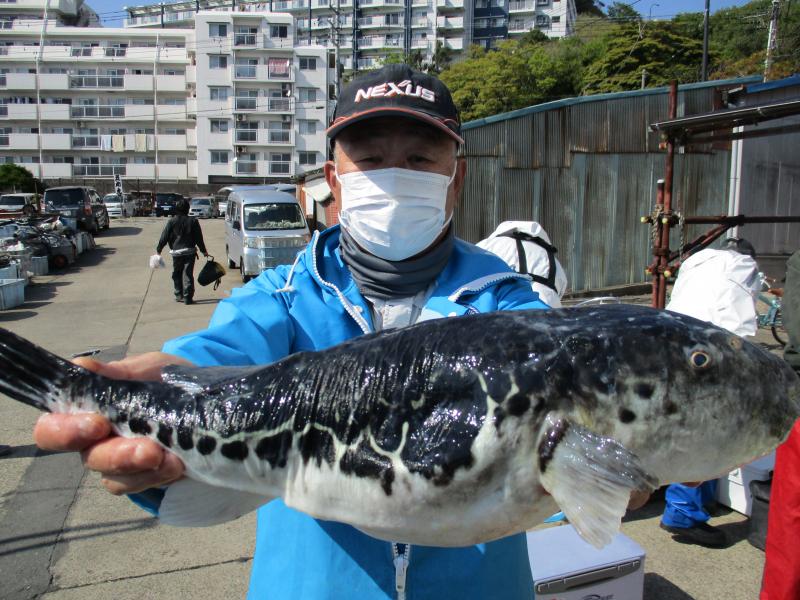 とらふぐ釣り4枚目