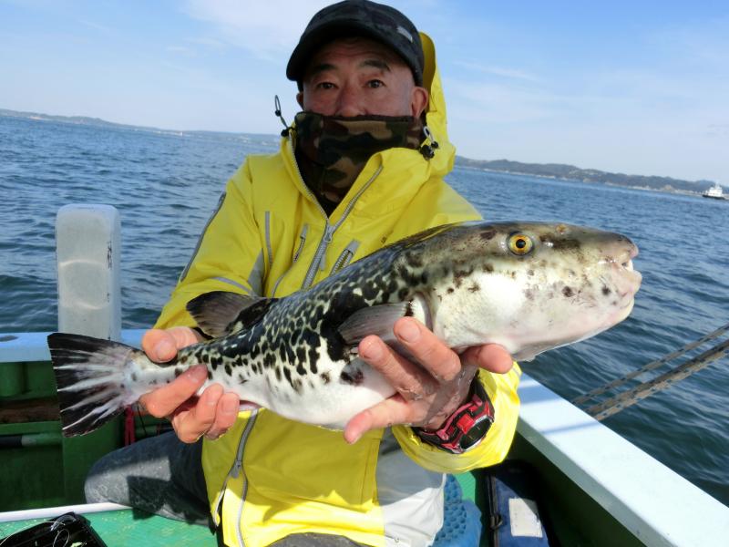 とらふぐ釣り2枚目