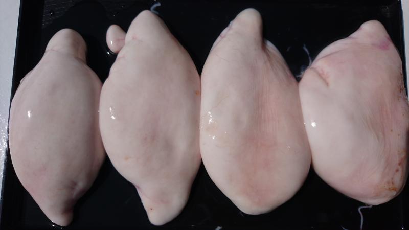 とらふぐ釣り4枚目