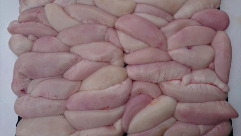 ふぐ釣り大漁です！！2枚目
