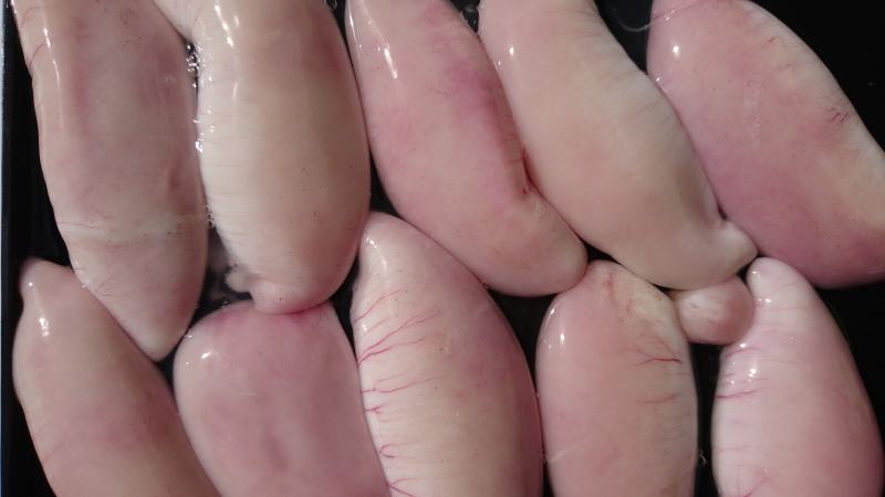 ふぐ釣り4枚目