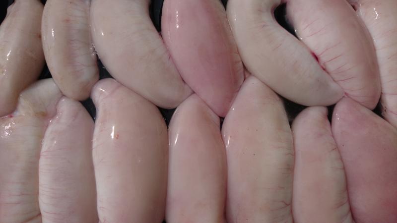 ふぐ釣り好調です！！2枚目