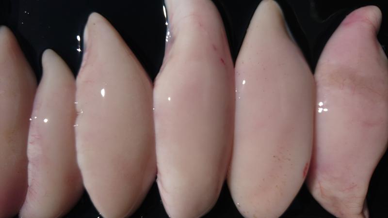 ふぐ釣り2枚目