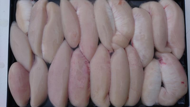 ふぐ釣り好調です！！3枚目