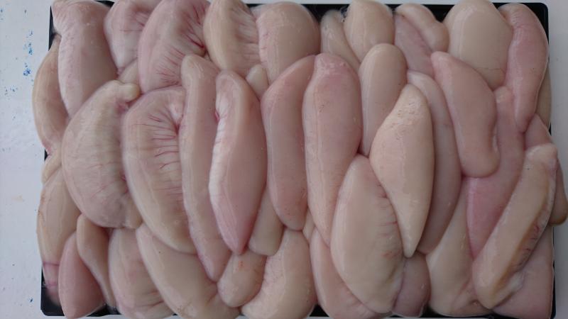 ふぐ釣り好調です！！2枚目