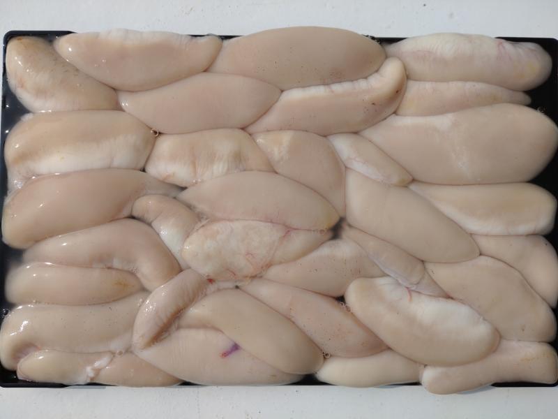 ふぐ釣り好調です！！2枚目