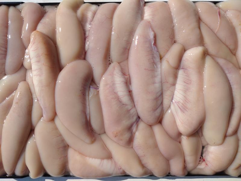 ふぐ釣り好調です！！2枚目