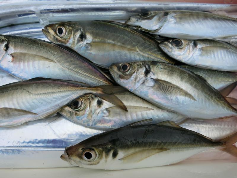タチウオアジ共に好調です！！4枚目