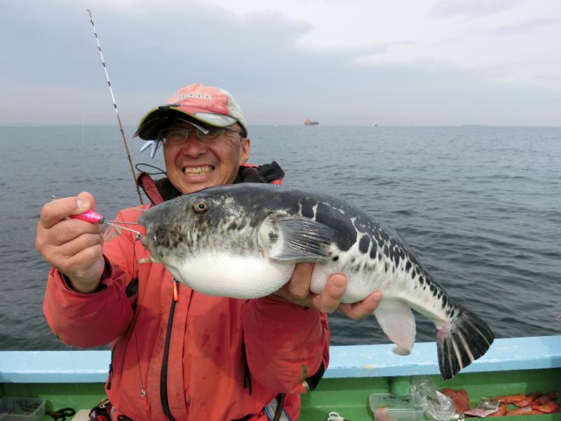 とらふぐ釣り好調です！！2枚目