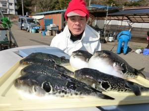 とらふぐ釣り好調です！！
