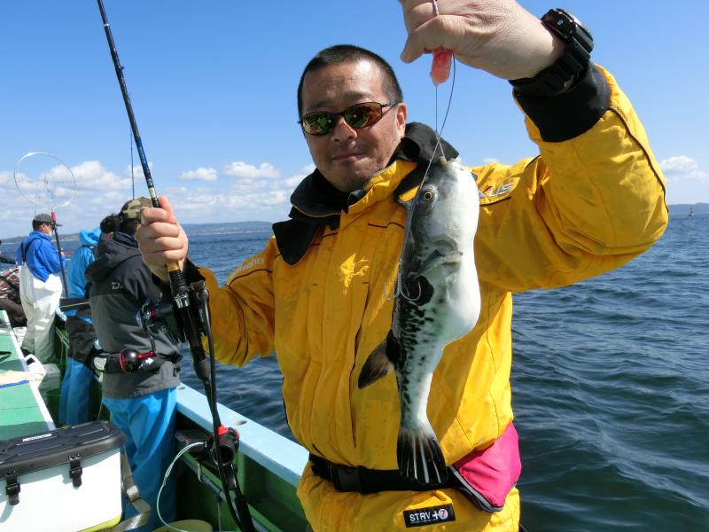 とらふぐ釣り好調です！！2枚目