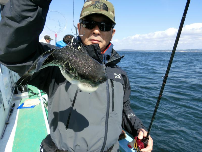 とらふぐ釣り好調です！！4枚目