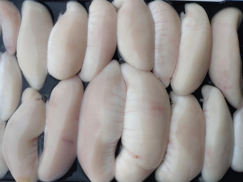 ふぐ釣り好調です！！5枚目