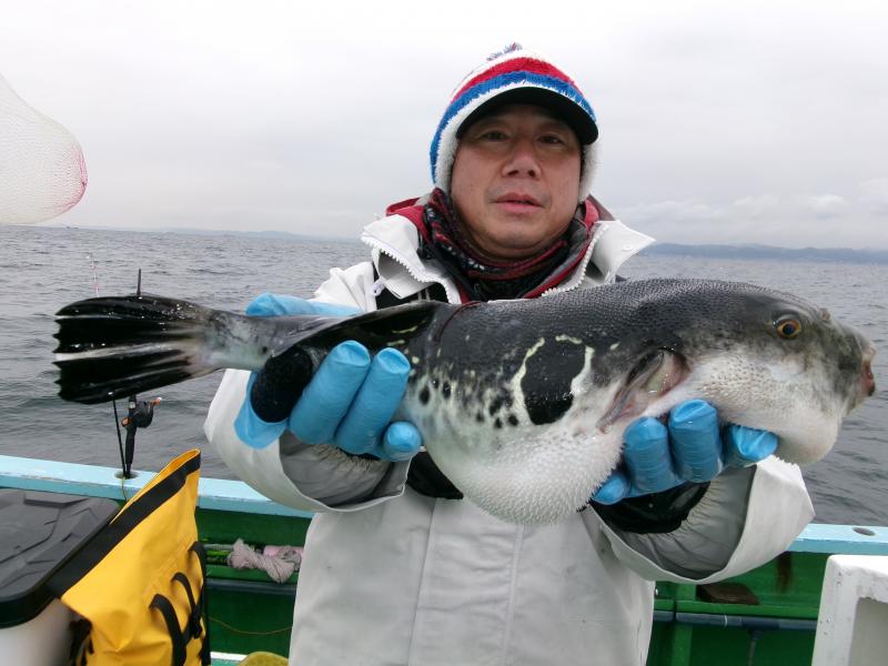 とらふぐ釣り好調です！！1枚目
