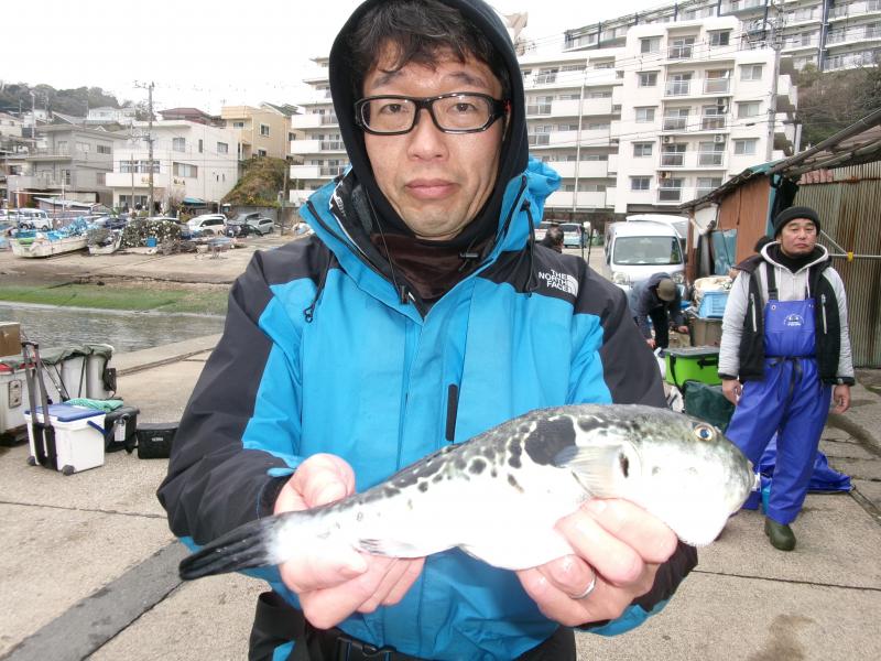とらふぐ釣り好調です！！3枚目