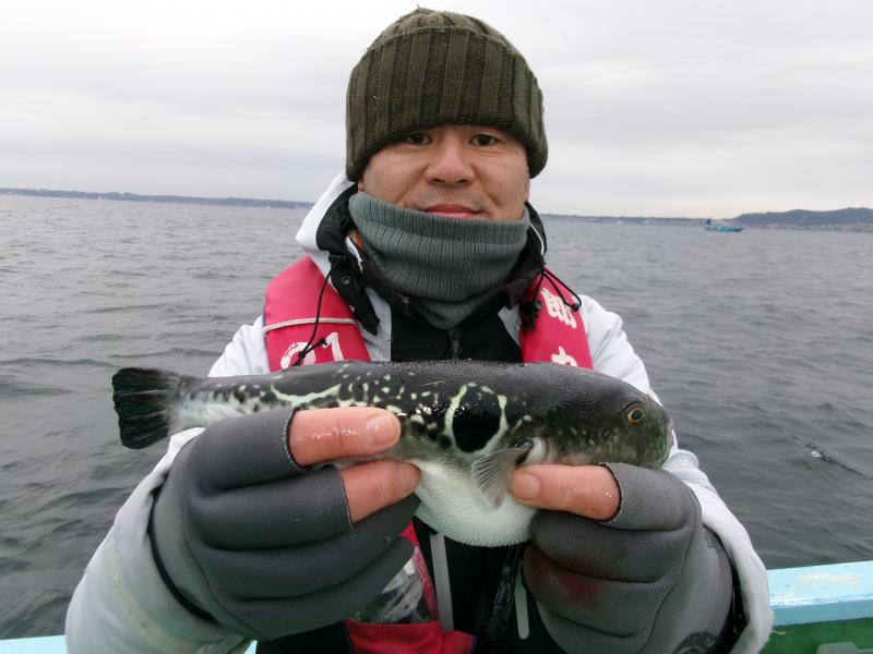 とらふぐ釣り好調です！！4枚目