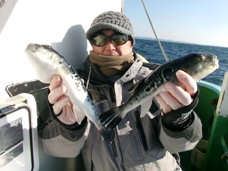 とらふぐ釣り好調です！！1枚目