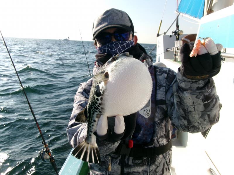 とらふぐ釣り好調です！！5枚目