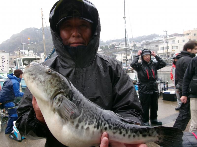 とらふぐ釣り2枚目