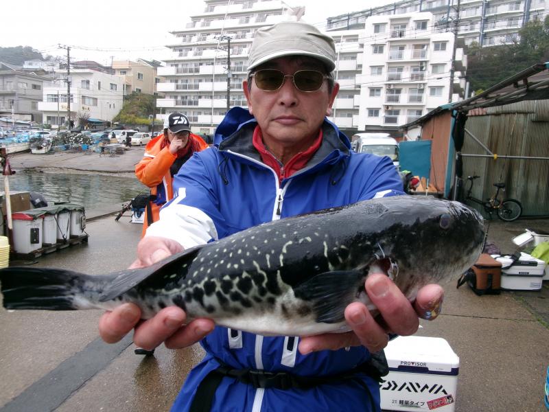 とらふぐ釣り4枚目