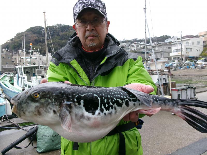 とらふぐ釣り5枚目