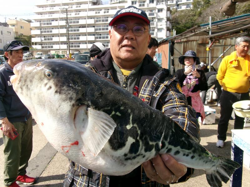 とらふぐ釣り好調です！！2枚目