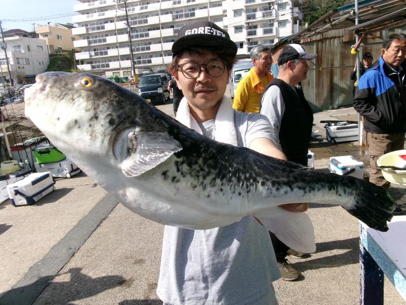 とらふぐ釣り好調です！！3枚目