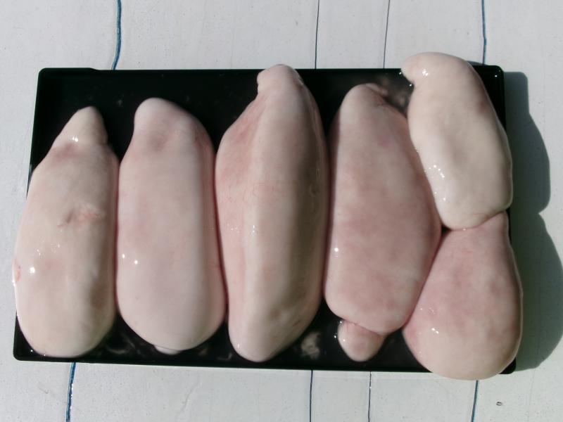 とらふぐ釣り好調です！！5枚目