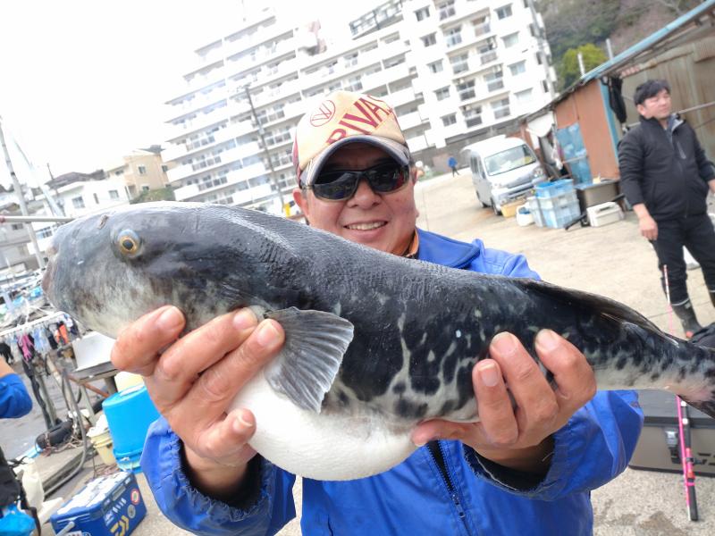 とらふぐ釣り好調です！！4枚目