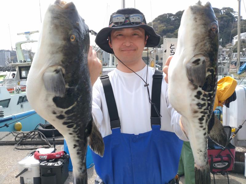 とらふぐ釣り好調です！！2枚目