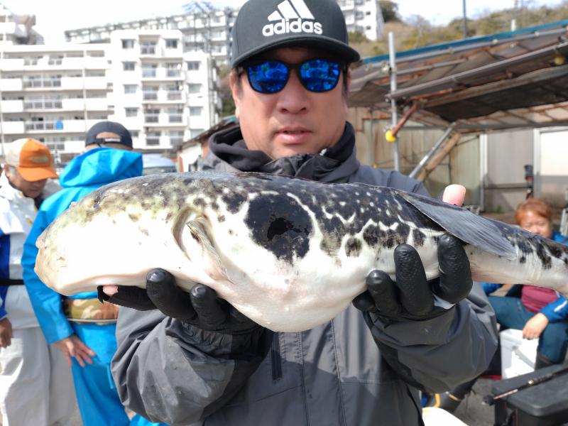 とらふぐ釣り好調です！！4枚目
