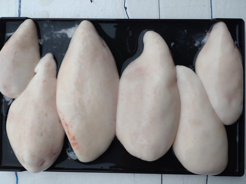 とらふぐ釣り好調です！！5枚目
