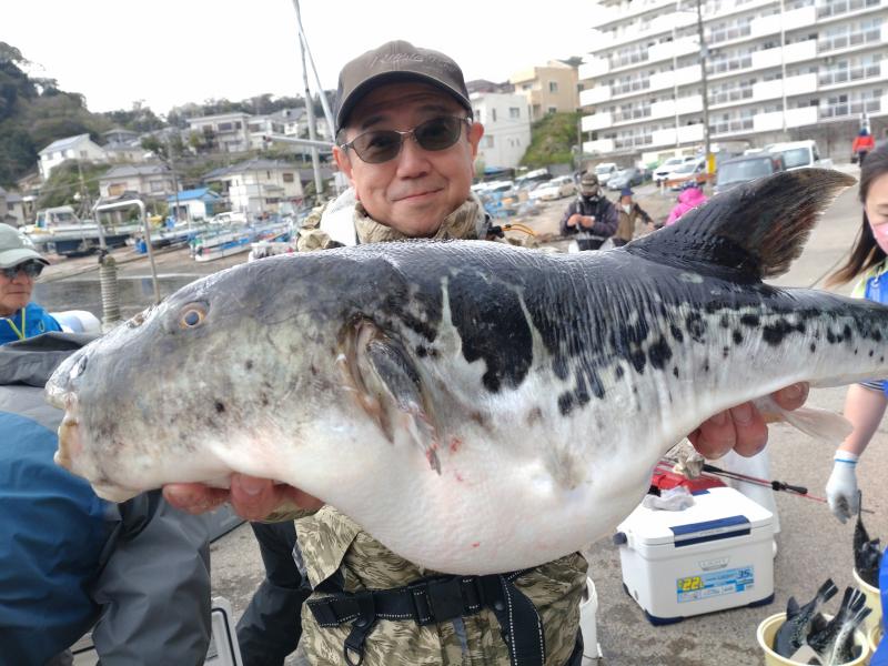 とらふぐ釣り好調です！！2枚目