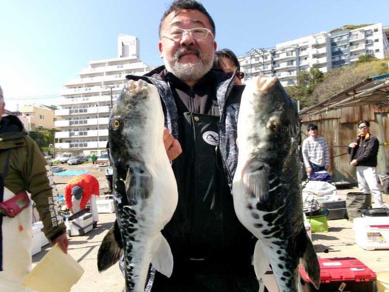 とらふぐ釣り好調です！！2枚目