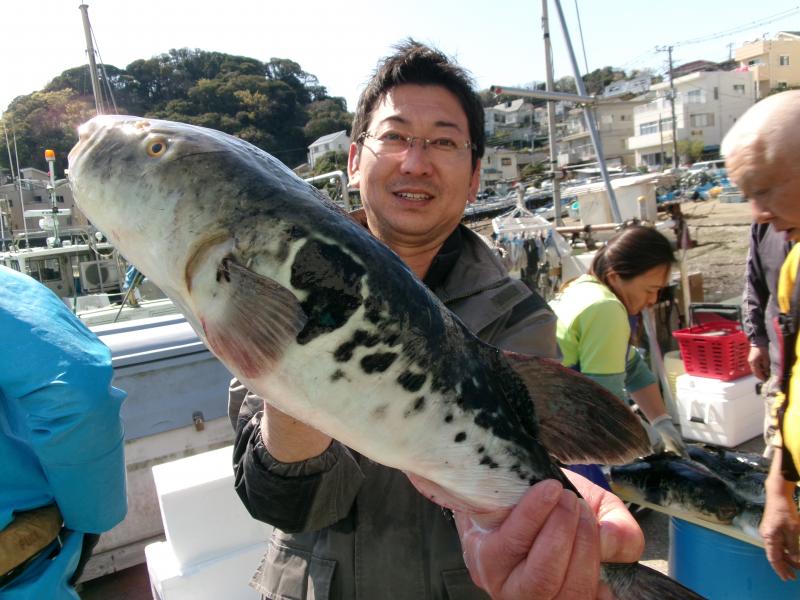 とらふぐ釣り好調です！！4枚目