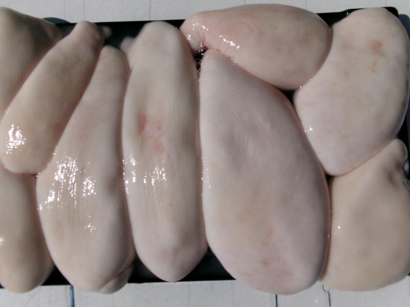 とらふぐ釣り好調です！！5枚目
